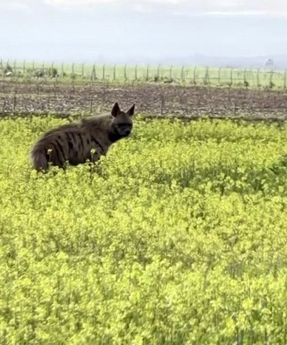 Besni'de çizgili sırtlan sarı çiçekler arasında görüntülendi