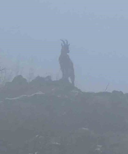 Sisli havada dağ keçileri eşsiz görüntüler oluşturdu