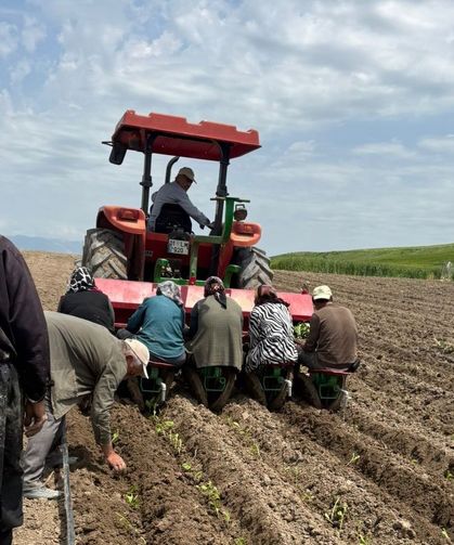 Kahta'da sözleşmeli tütün üretiminde yeni sezon başladı