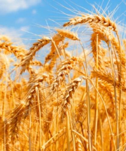 Buğday ve arpa alım fiyatları belli oldu