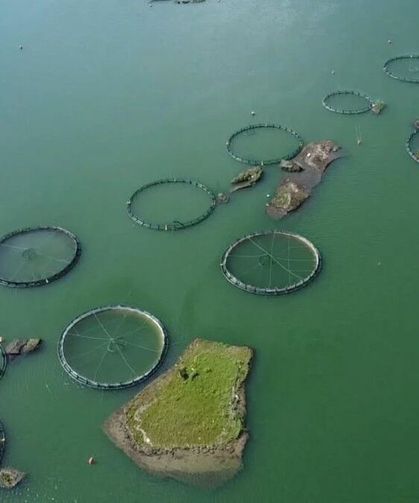 Çat Barajı’ndaki Yüzen Adalar İçin Koruma Hamlesi Başlatıldı