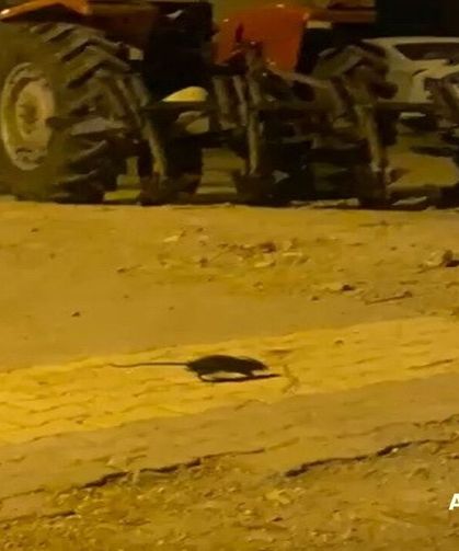 Adıyaman'da Lağım Fareleri Vatandaşları Tedirgin Ediyor