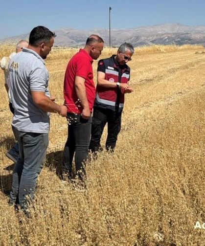 Adıyaman'da 2 Bin 250 Dekarda Çörek Otu Hasadı