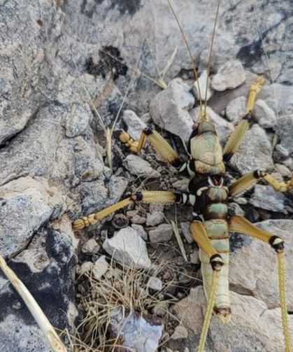Adıyaman'da Dev Çekirge İlgi Odağı Oldu