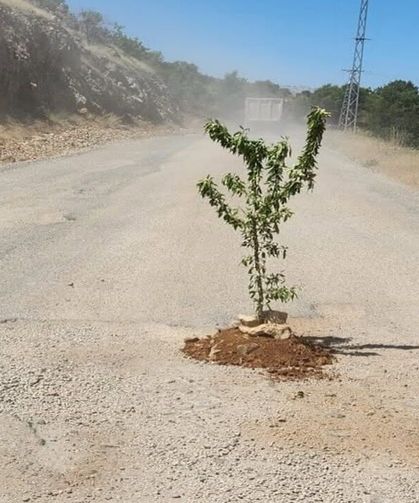 Savran Köylülerinden Asfalt İçin Ağaçlı Tepki