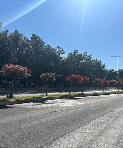 Adıyaman'da Cadde Ve Parklara 4 Bin Ağaç Dikilecek