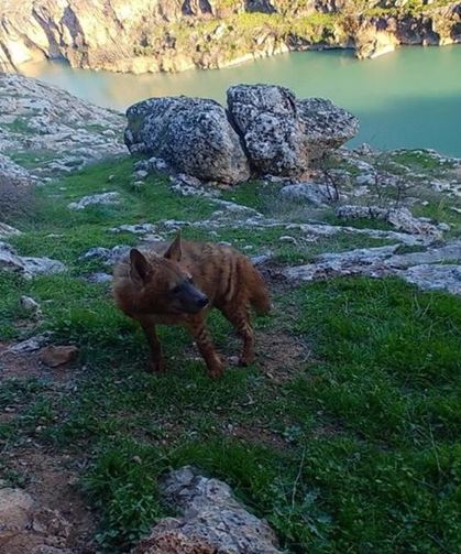 Adıyaman'da Çizgili Sırtlan İçin Sıkı Koruma