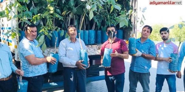 Sincik’te ceviz fidanı dağıtıldı