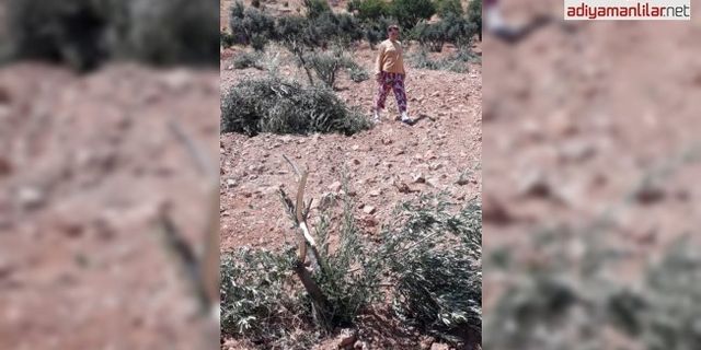 5 dönümlük zeytin ağaçlarını gövdelerinden kırıp attılar