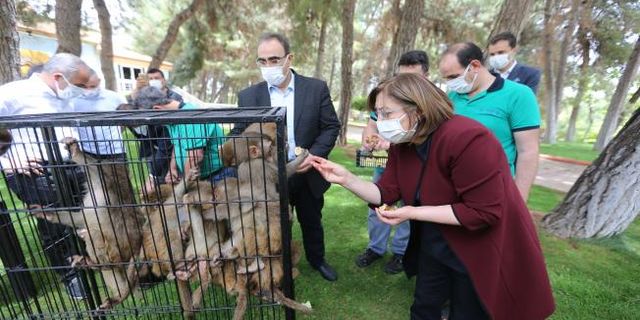 Gaziantep Hayvanat Bahçesi yeni üyelerine 'Hoş geldin' dedi - Videolu Haber