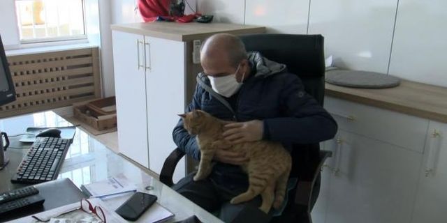 Hayvansever okul müdürü makamında beslediği kedilere gözü gibi bakıyor - Videolu Haber