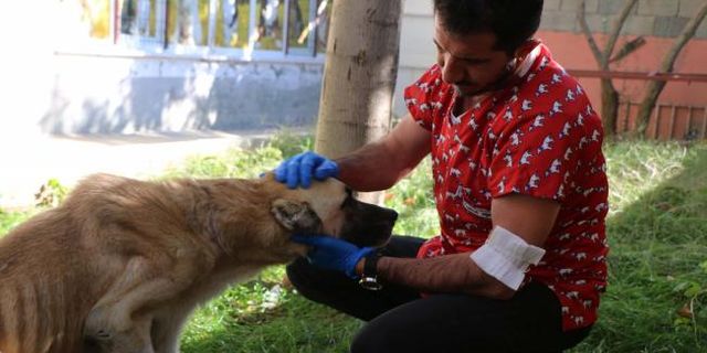 Kangal köpeği 3 saat süren ameliyat sonrasında sağlığına kavuştu - Videolu Haber