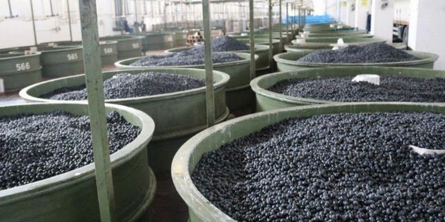Marmarabirlik’ten zeytin üreticilerine 61 milyon TL’lik ödeme daha