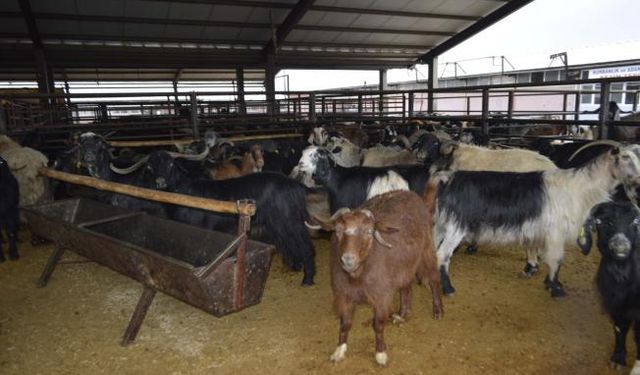 Hayvan pazarı şap hastalığı nedeniyle kapatıldı - Videolu Haber 