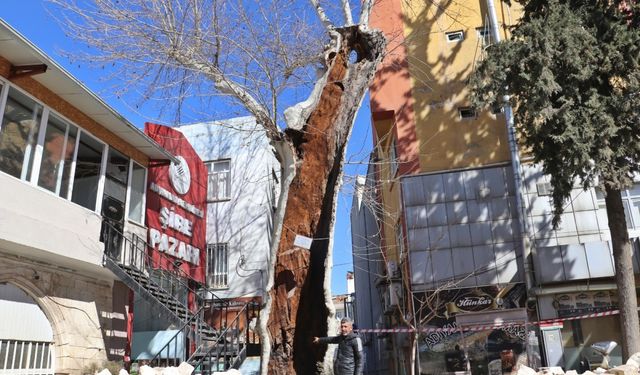Depremde koruma altındaki 400 yıllık çınar ağacı ayakta kaldı  - Videolu Haber