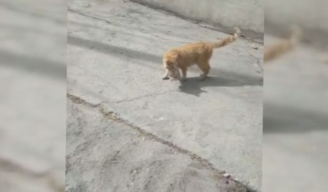 Anne kedi enkazda kalan yavrusunu kurtardı  - Videolu Haber