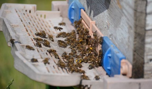 Bal arısı zehrinden çıkan bilimsel sonuç... Epilepsi ataklarına karşı etkili