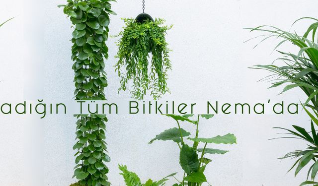 Nemacicek.com Açıldı