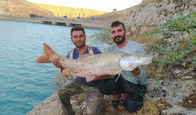 Fırat Nehri'nde balıkçıların oltasına 35 kiloluk Turna balığı takıldı