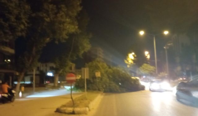 Rüzgar nedeniyle devrilen ağaç yolu trafiğe kapattı 