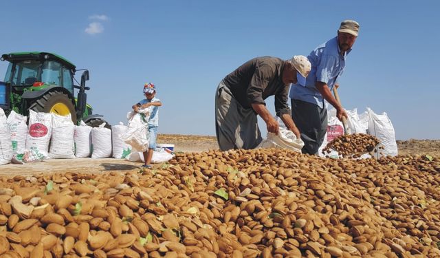 Adıyamanlı badem çiftçileri fiyat bekliyor 