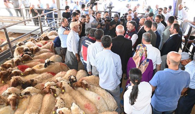 Depremzede çiftçilere küçükbaş hayvan dağıtıldı