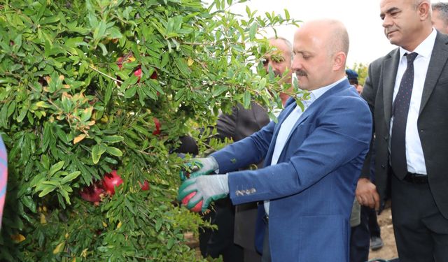 Vali Osman Varol'un katımlıyla nar hasadı başladı