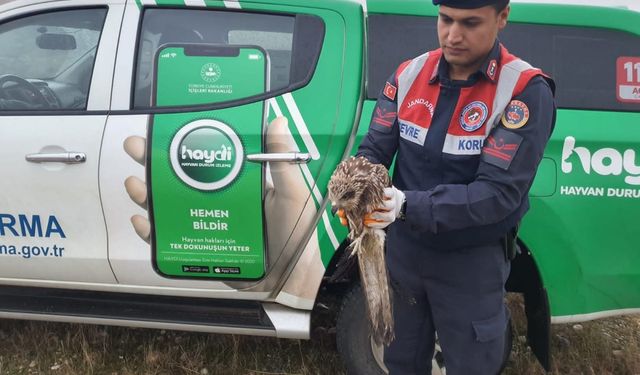 Adıyaman'da yaralı halde bulunan Şahin tedavi altına alındı