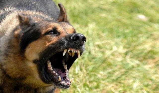 Ankara'daki köpek saldırısıyla ilgili İçişleri soruşturma başlattı