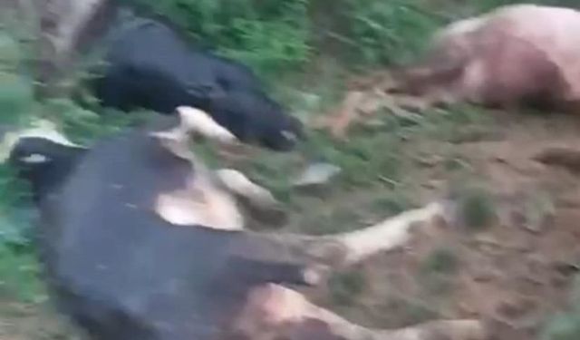 Çelikhan'da yıldırım düştü: 5 büyük baş hayvan telef oldu 
