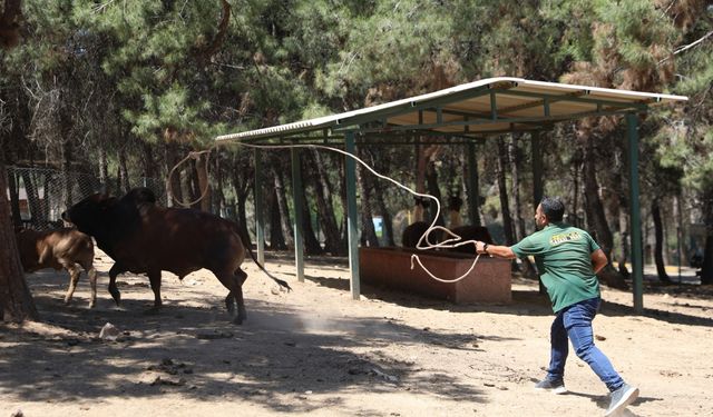  Gaziantep’te kurban yakalama timi bayrama hazırlanıyor 