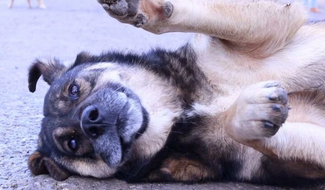 Adana'da sokak köpeklerinin saldırısına uğrayan çocuk ağır yaralandı