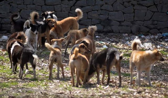 TBMM'de Sokak hayvanlarına yönelik kanun teklifinde 7 madde kabul edildi 