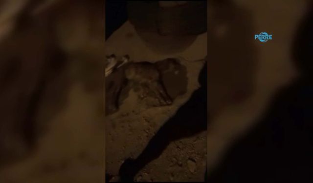 Gölbaşı'nda belediye köpekleri zehirledi iddiası  - Videolu Haber