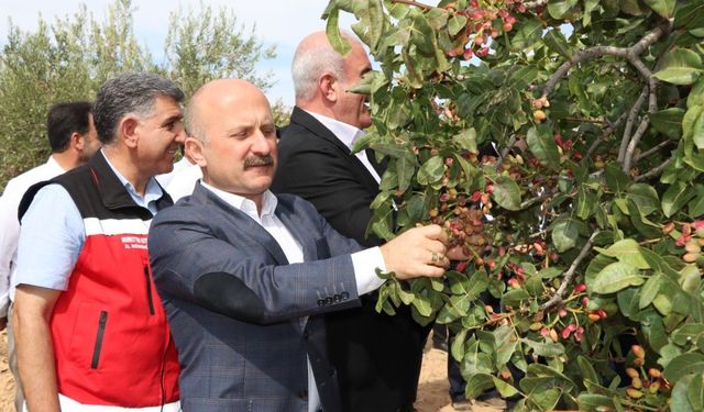 Besni'de fıstık ve badem hasadı düzenlendi