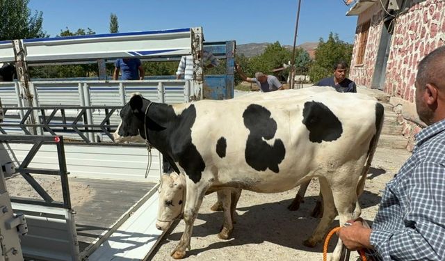 Rotary kulüplerinden depremzede ailelere gebe düve yardımı  - Videolu Haber