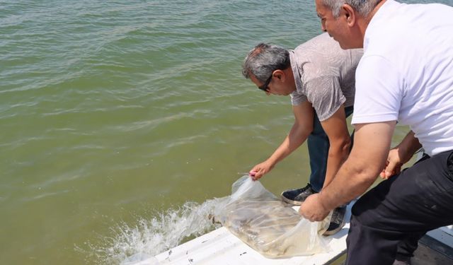 Şanlıurfa’da 3,5 milyon yavru sazan baraj gölü ve göletlere bırakıldı