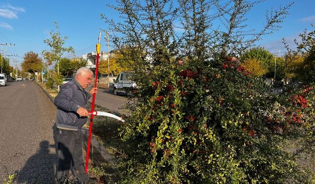 Adıyaman Belediyesi’nden trafik güvenliği İçin ağaç budama çalışması