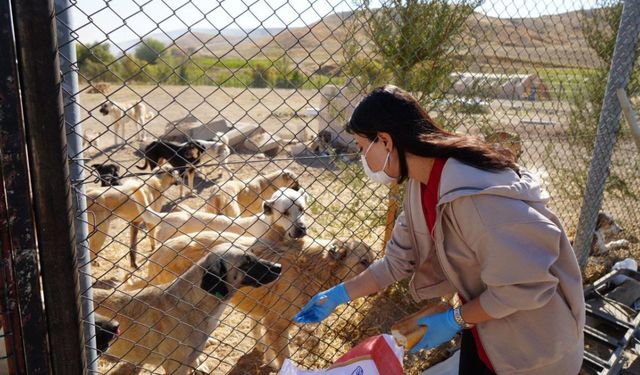 Adıyaman'da, sokak hayvanlarına yeni barınak: 7 dönümlük alanda sağlık hizmeti  - Videolu Haber