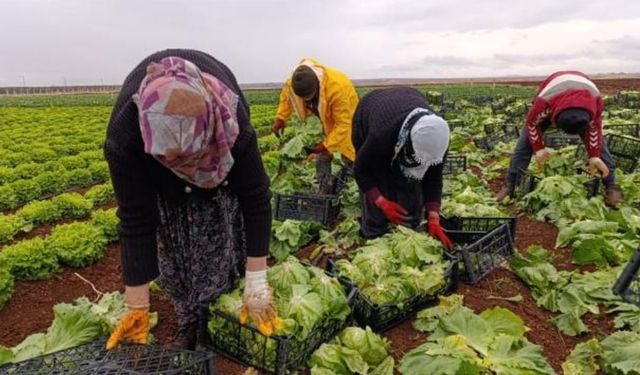 Adıyaman Sulama Birliği'nden çiftçilere faizsiz destek: 3 ay vadeli 'Tarım Kart' uygulaması başladı 