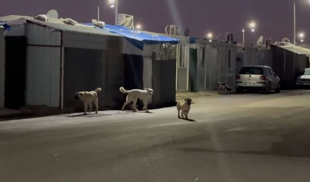 K6 Konteyner Kentte 'Sokak Köpeği' tehlikesi: 'Çocuklarımız okula gidemiyor'  - Videolu Haber