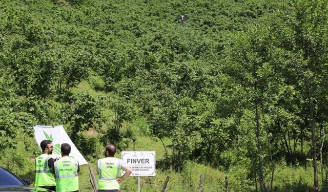 FINVER Projesi sayesinde fındık üretimi artıyor: Diğer illerden yoğun ilgi
