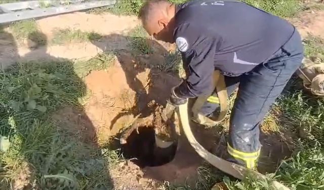 Adıyaman’da kanalizasyona düşen kuzu itfaiye ekiplerince kurtarıldı  - Videolu Haber