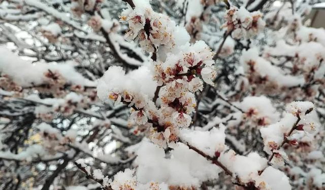 Malatya’da kayısı ağaçlarını don vurdu 