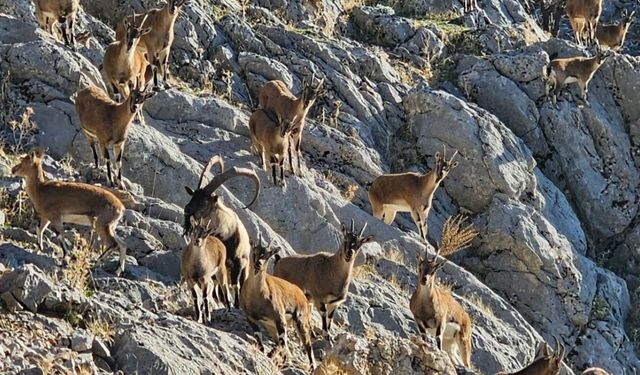 Nemrut’taki yaban yaşamı ilgi çekmeye başladı 