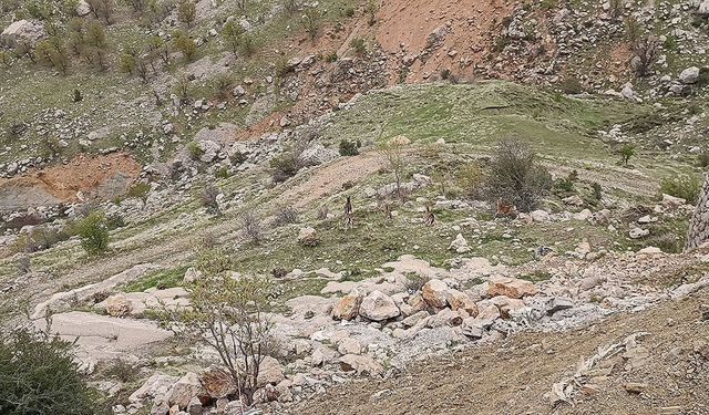 Sincik girişinde 'Dağ Keçileri' görüntülendi: Yiyecek arayışı şehir merkezine kadar taştı  - Videolu Haber