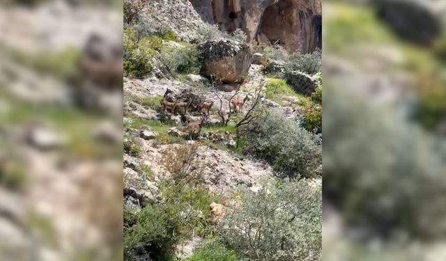 Sürü halindeki dağ keçileri görüntülendi  - Videolu Haber