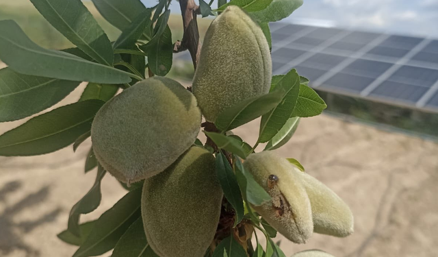 Dolu Yağışı Sonrası Kahta'da zarar tespiti başladı