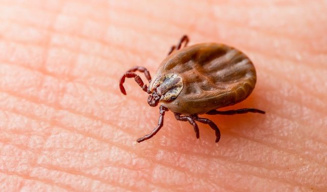 Kenelere Dikkat! Yaz Mevsimiyle Birlikte Tehlike Arttı 