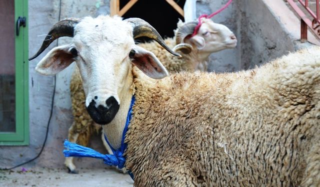 Kurban Bayramı nedir? Neden kutlanır? Arife ve bayram günleri yapılması gerekenler